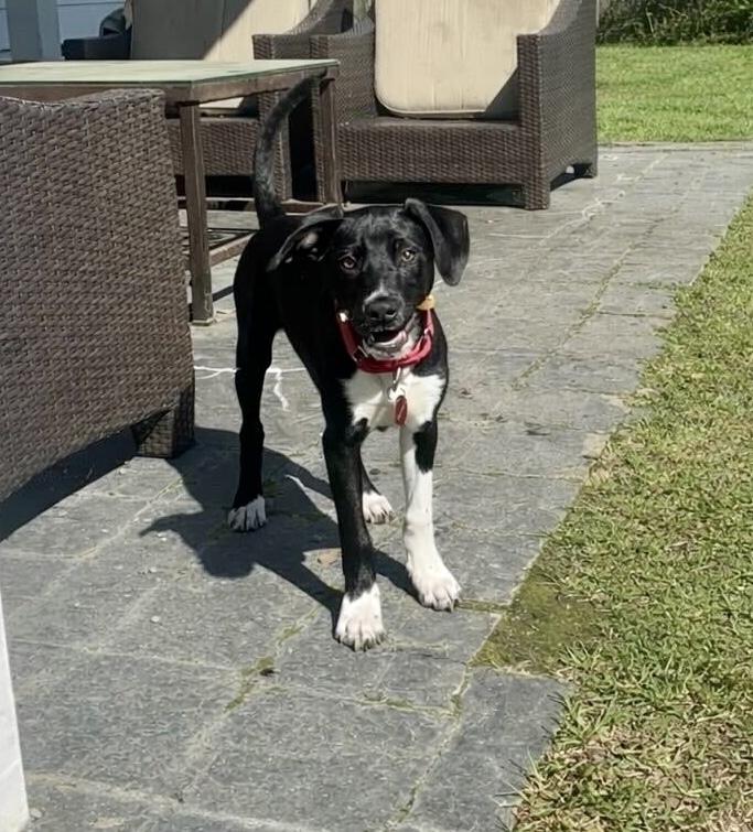 Enlarge Rizzo, a Adoptable mixed breed in Greenlawn, NY image 5/6