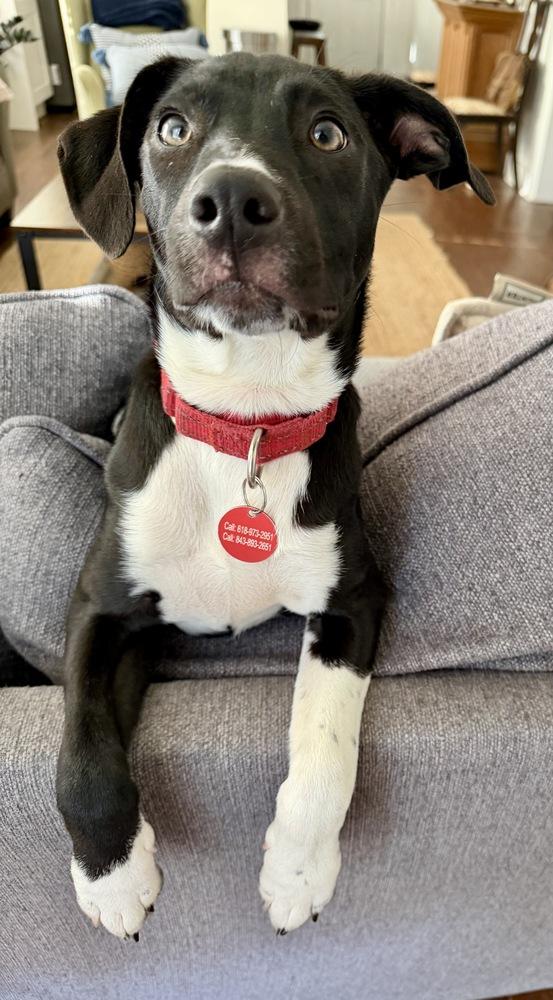 Enlarge Rizzo, a Adoptable mixed breed in Greenlawn, NY image 6/6