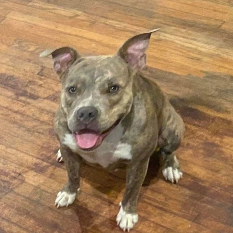 Indy (CP), Adult Female American Bully