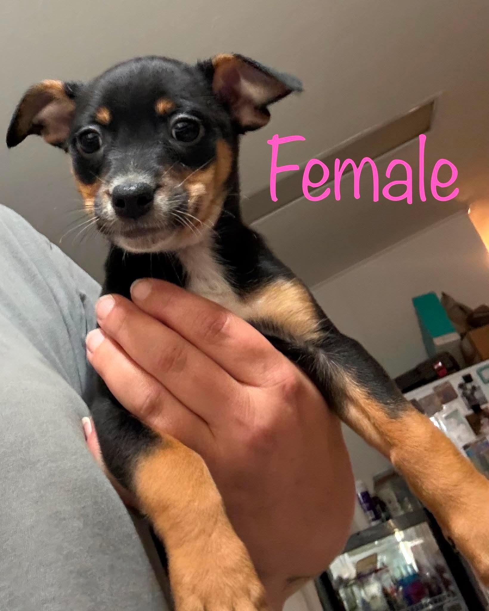 Carrie, adopted, Puppy Female Miniature Pinscher.