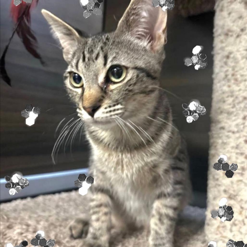 Scout, Adoptable, Kitten Male American Bobtail.