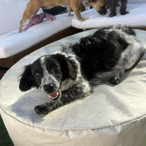 Dexter, a ADOPTABLE mixed breed in Redondo Beach, CA image 3/4