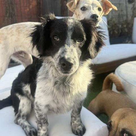 Dexter, ADOPTABLE, Young Male Cocker Spaniel.