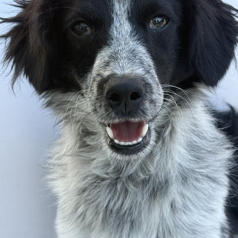 Dexter, a ADOPTABLE mixed breed in Redondo Beach, CA image 2/4