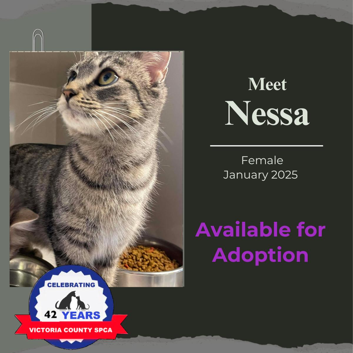 Nessa, Adoptable, Adult Female Domestic Short Hair.