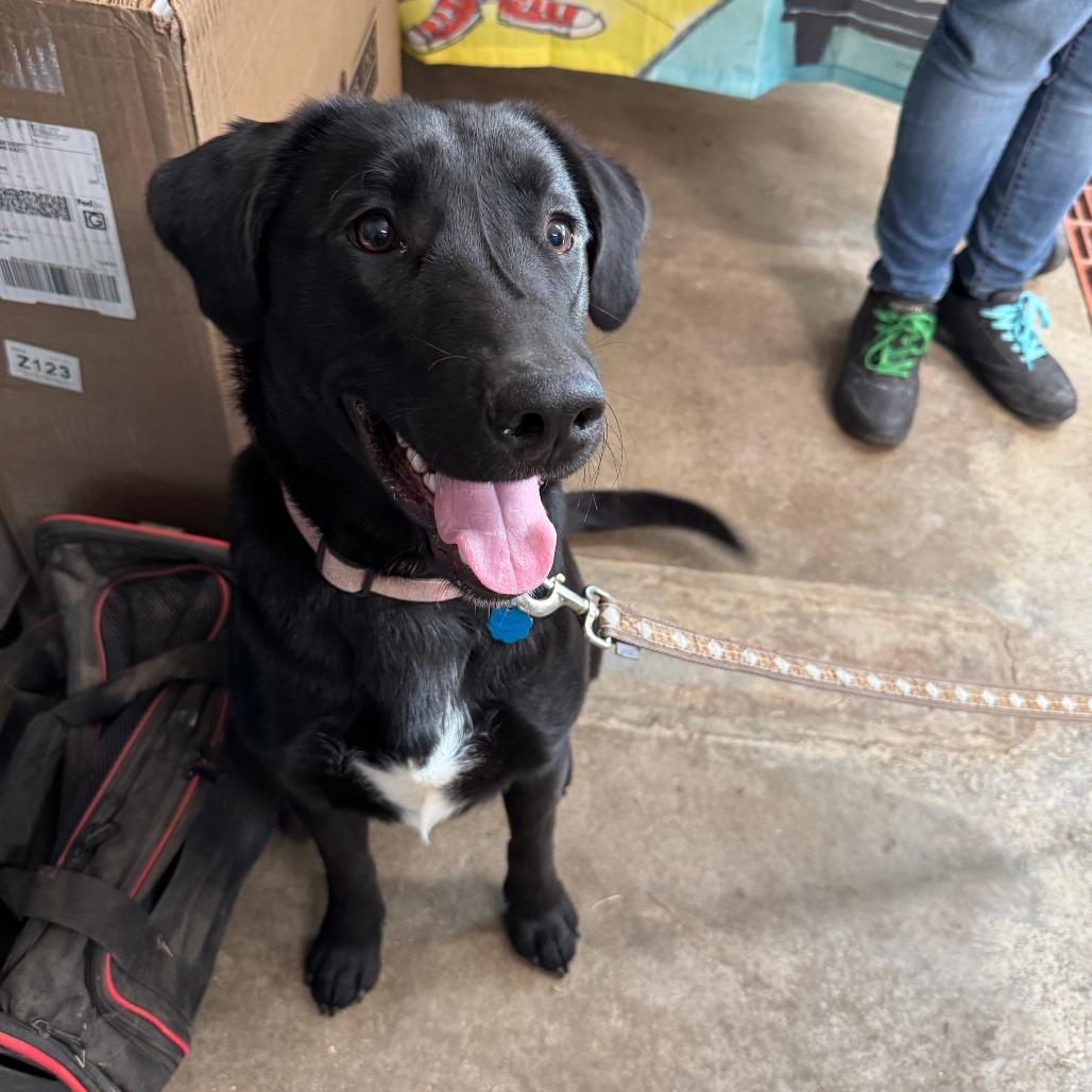 Pico, Adoptable, Adult Male Black Labrador Retriever.