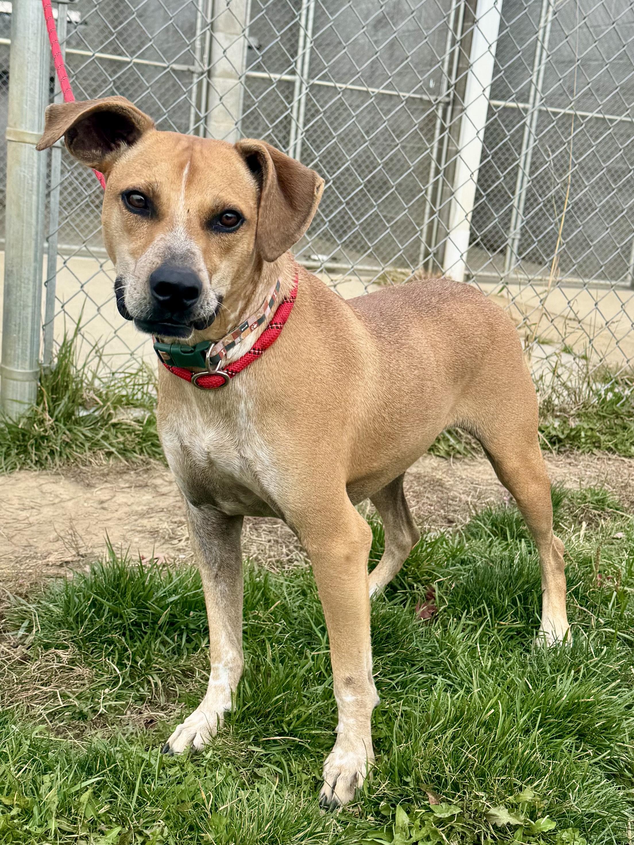 Enlarge Blaze, a Adoptable mixed breed in St. Joseph, MI image 1/1