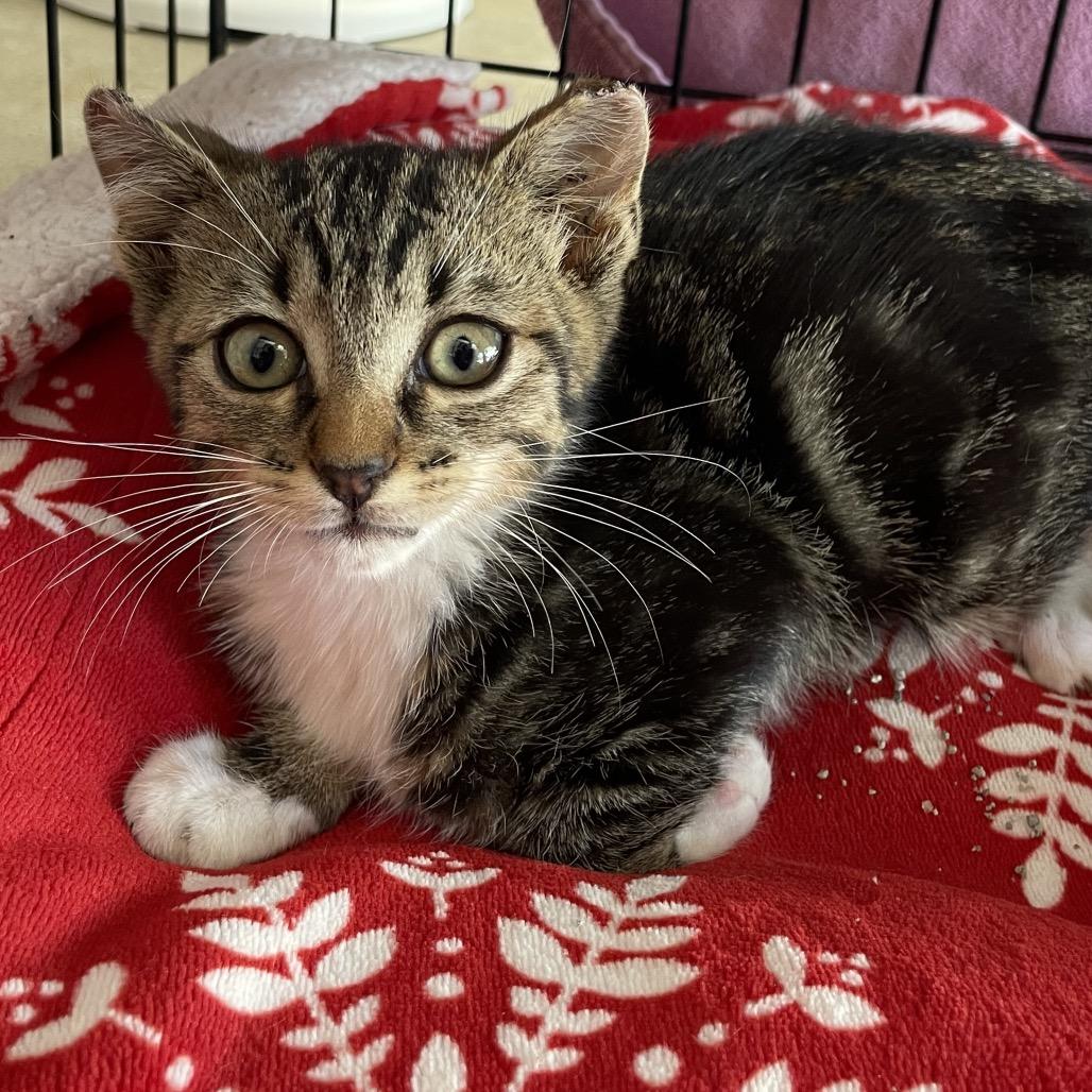 Sheldon, Adoptable, Kitten Male Domestic Short Hair.