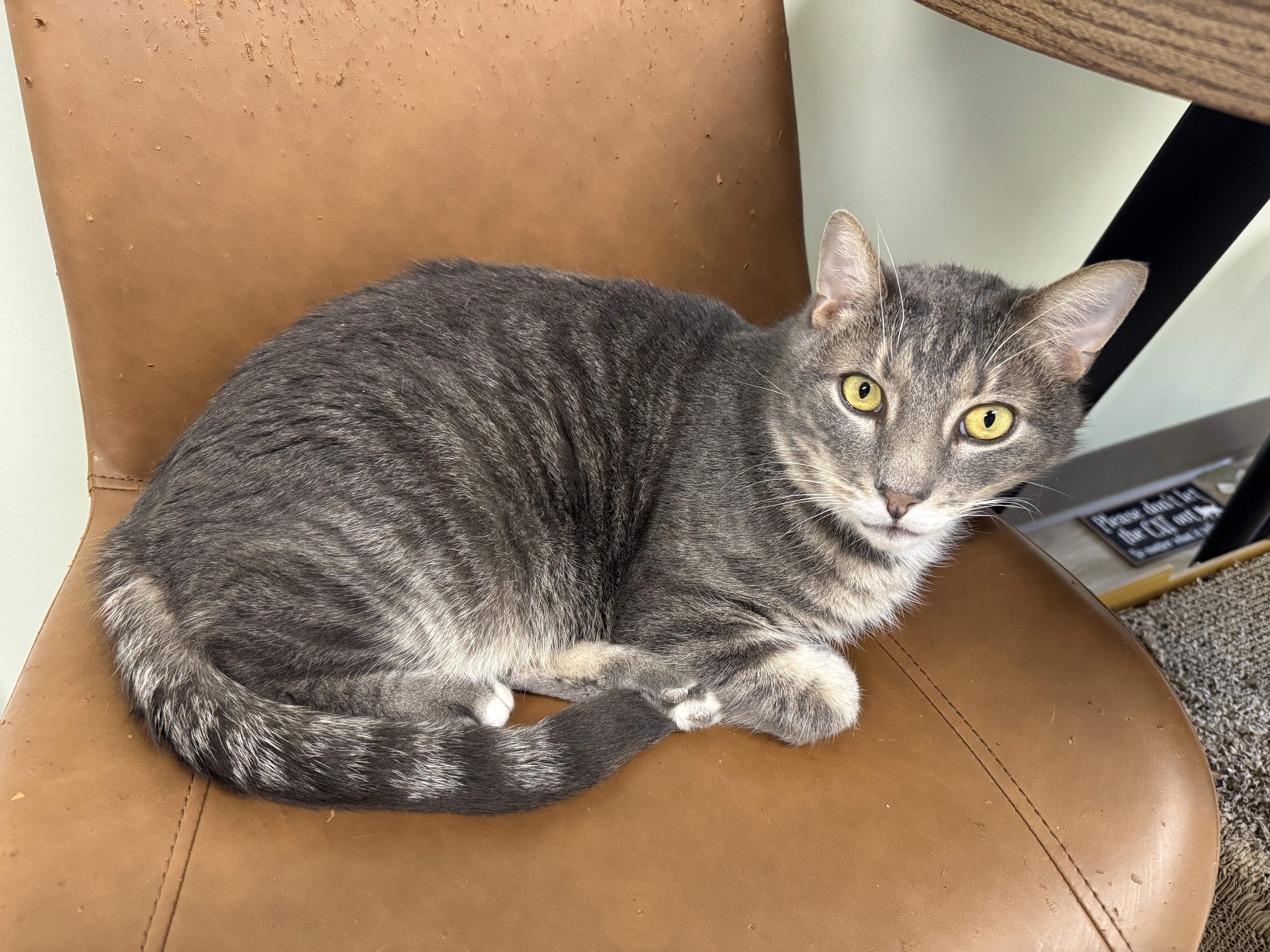 Enlarge Smokey, a Adoptable Domestic Short Hair in Pottstown, PA image 1/1