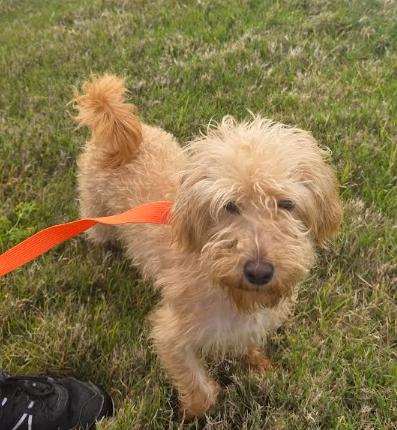 Enlarge Scooby, a Adoptable mixed breed in Portland, OR image 3/6