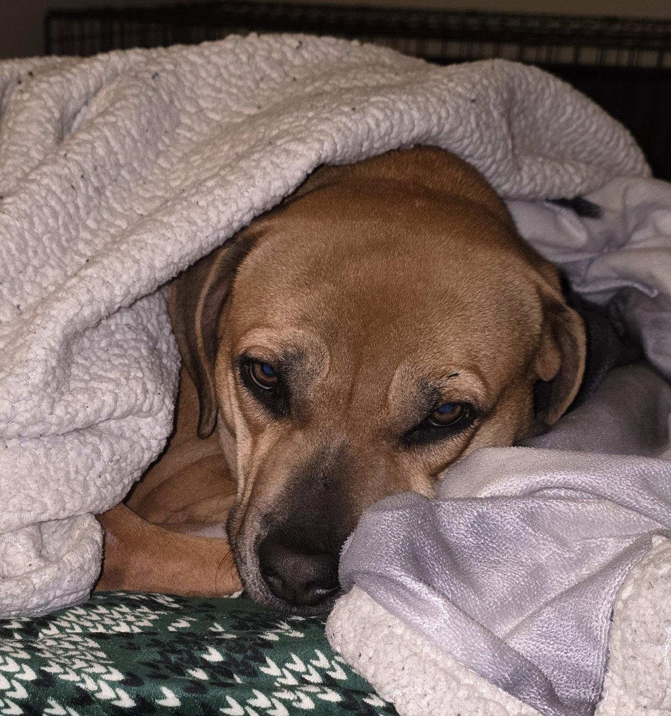 Amy*, Adoptable, Adult Female Boxer.