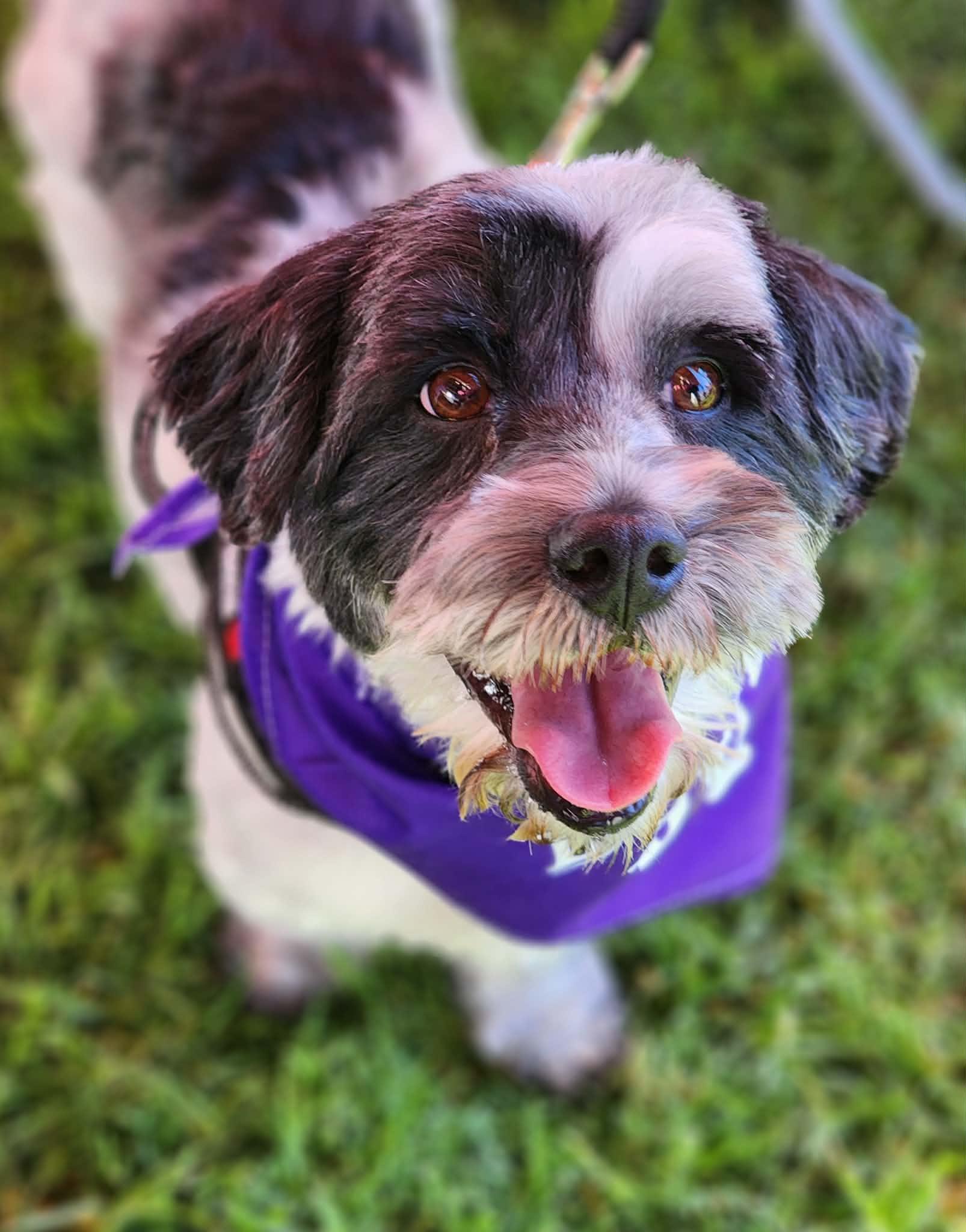 Milo, a ADOPTABLE mixed breed in Corona Del Mar, CA image 2/4