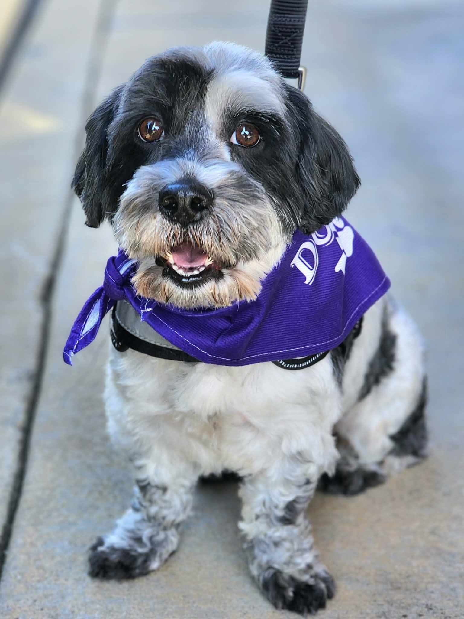 Milo, a ADOPTABLE mixed breed in Corona Del Mar, CA image 1/4