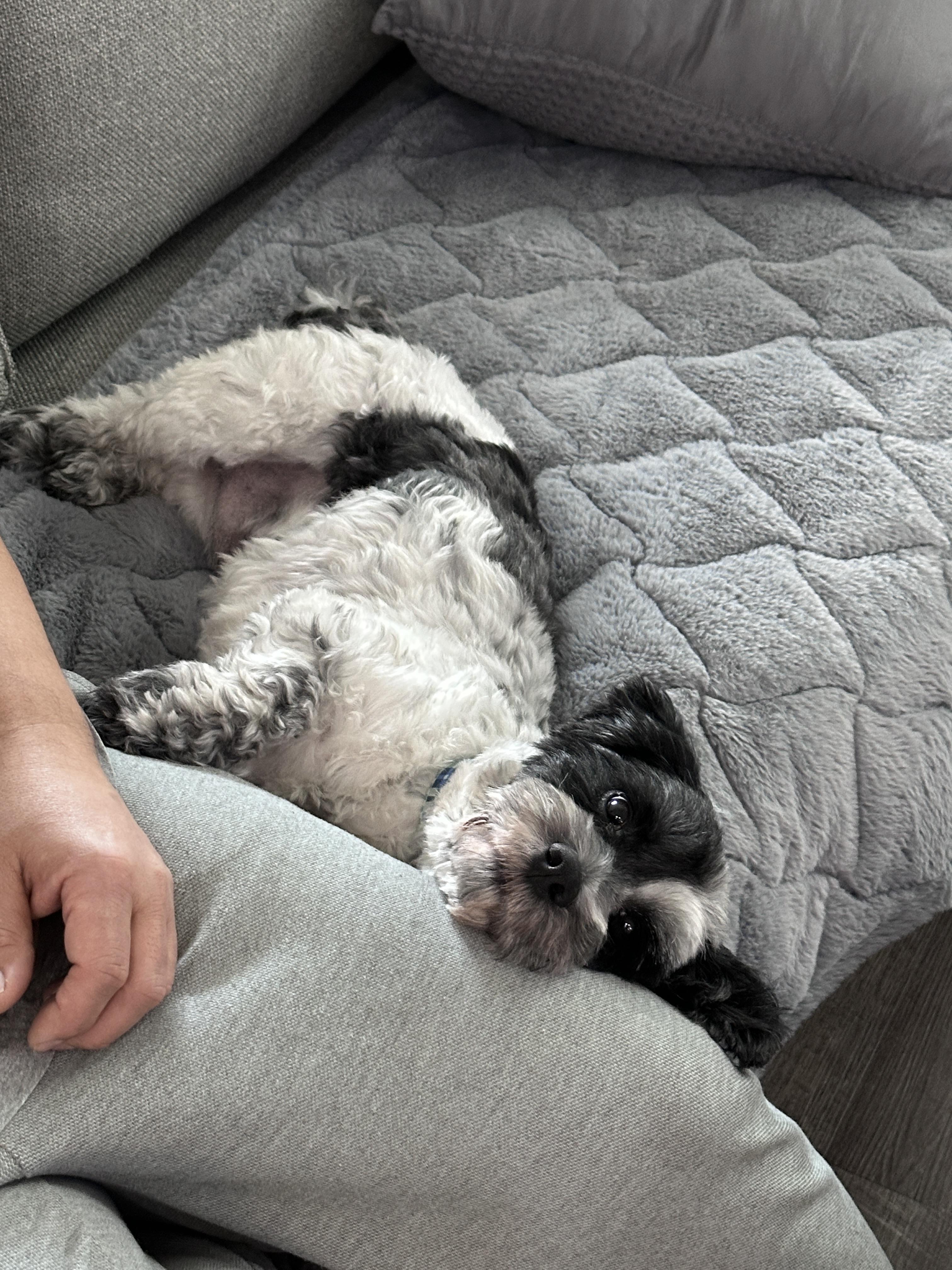 Milo, a ADOPTABLE mixed breed in Corona Del Mar, CA image 3/4