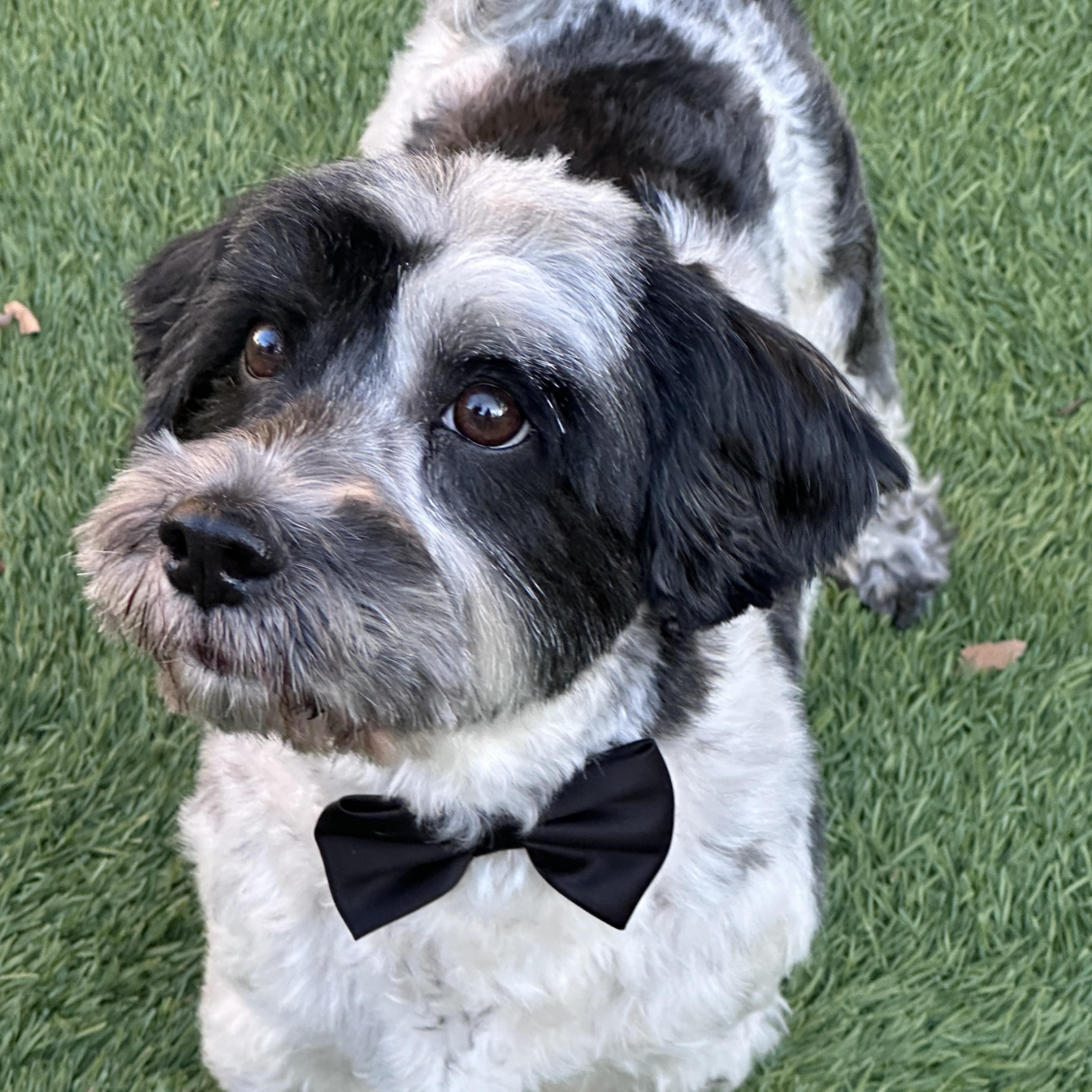 Milo, a ADOPTABLE mixed breed in Corona Del Mar, CA image 4/4