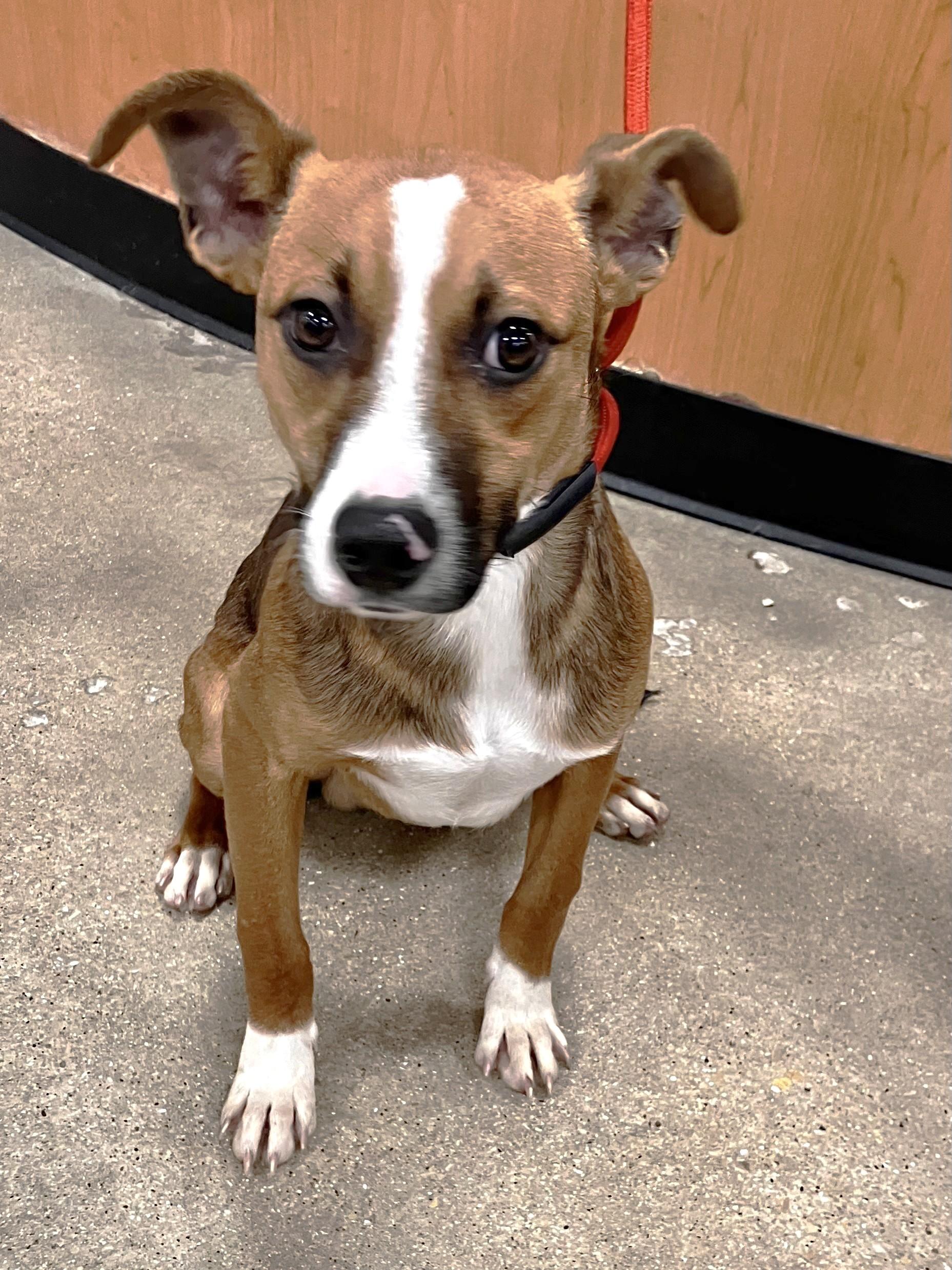 Dex, Young Male unknown