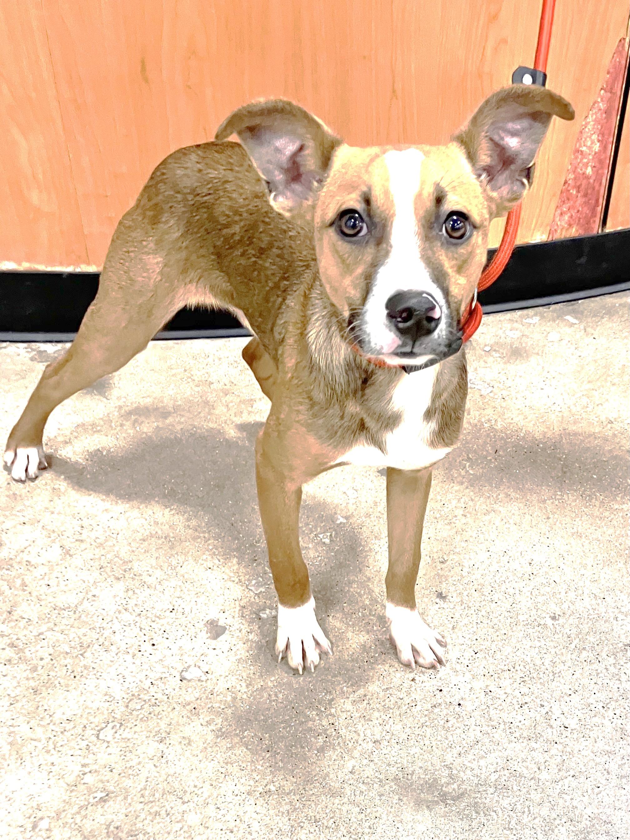 Dex photo 2