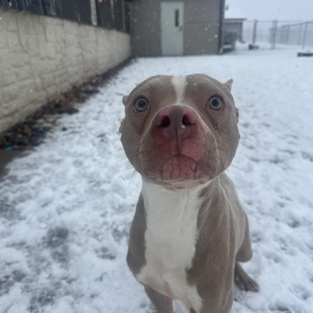 Enlarge Apple Pie, a Adoptable Pit Bull Terrier in Chippewa Falls, WI image 1/2