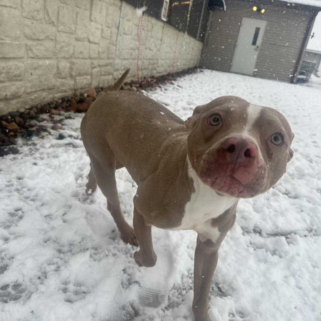 Enlarge Apple Pie, a Adoptable Pit Bull Terrier in Chippewa Falls, WI image 2/2
