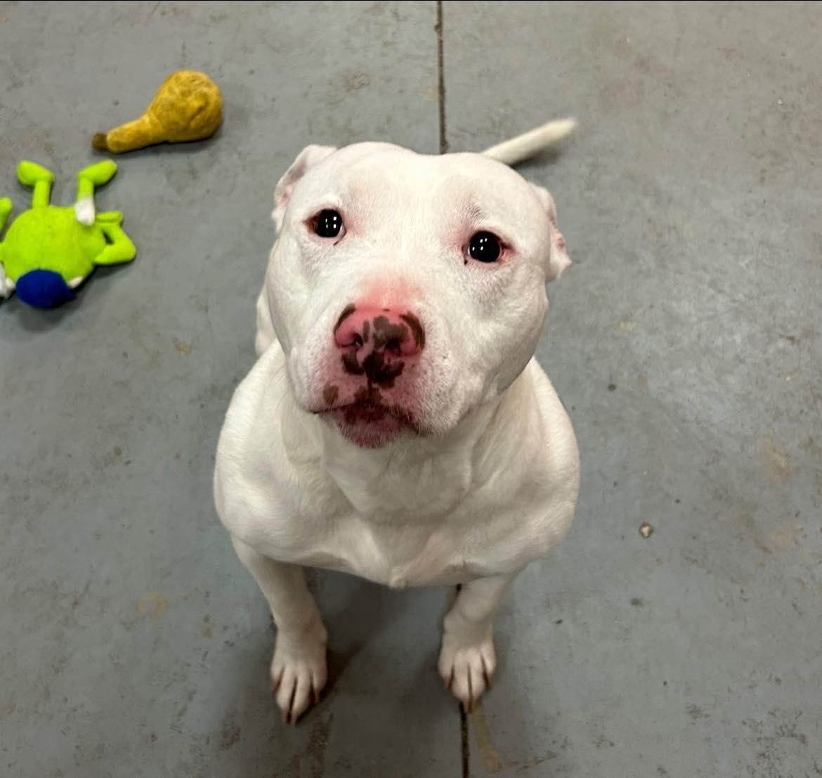 Enlarge Nieko , a ADOPTABLE mixed breed in Lincoln Park, MI image 2/3