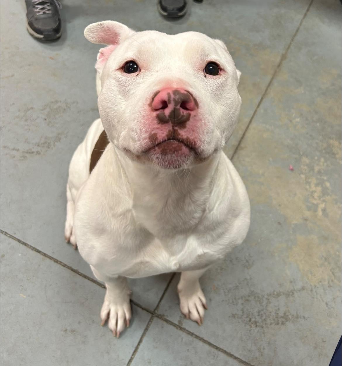 Enlarge Nieko , a ADOPTABLE mixed breed in Lincoln Park, MI image 3/3