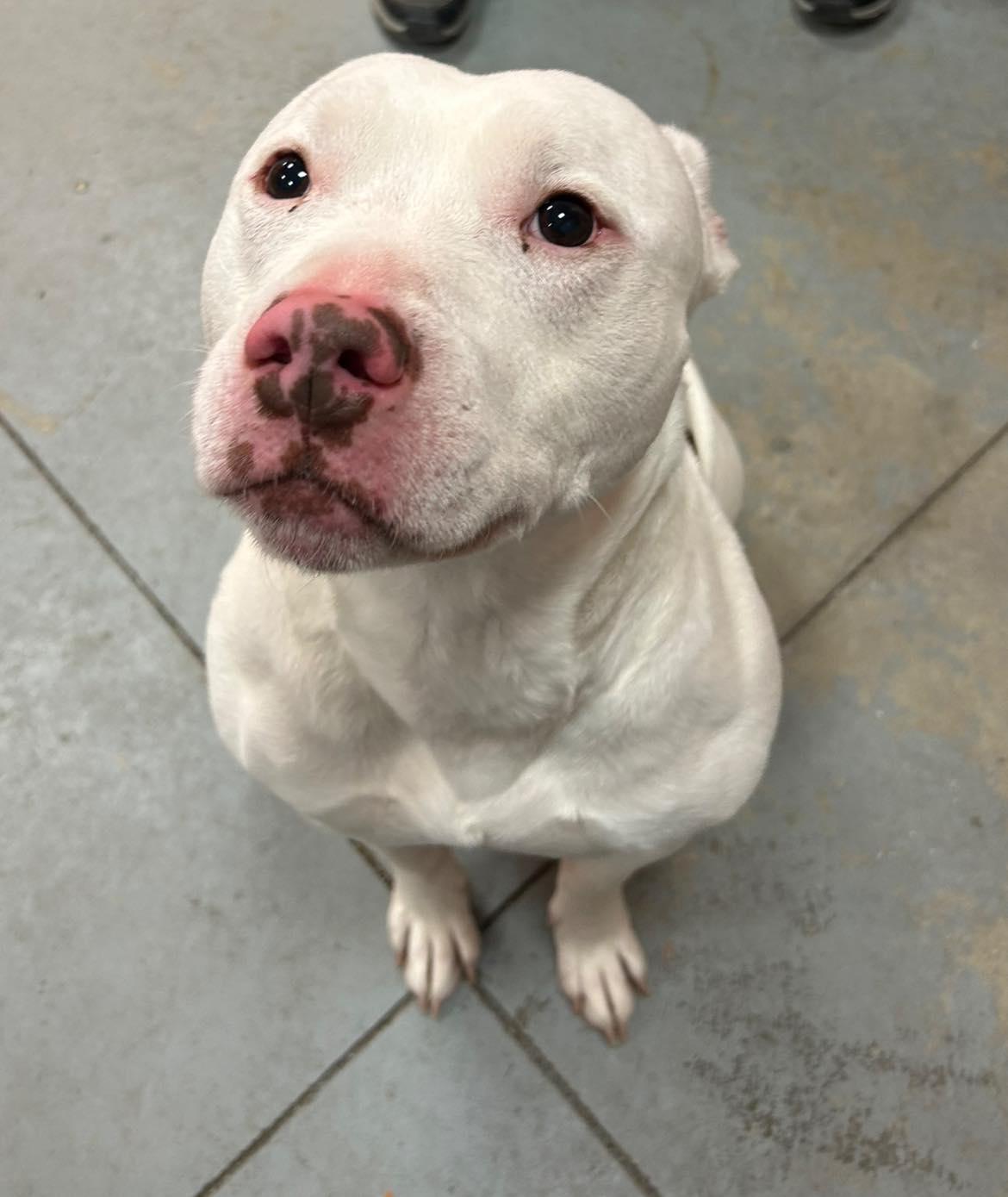 Enlarge Nieko , a ADOPTABLE mixed breed in Lincoln Park, MI image 1/3