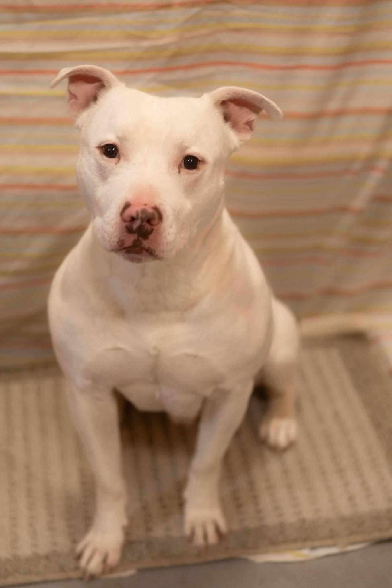 Nieko , ADOPTABLE, Adult Male Pit Bull Terrier.