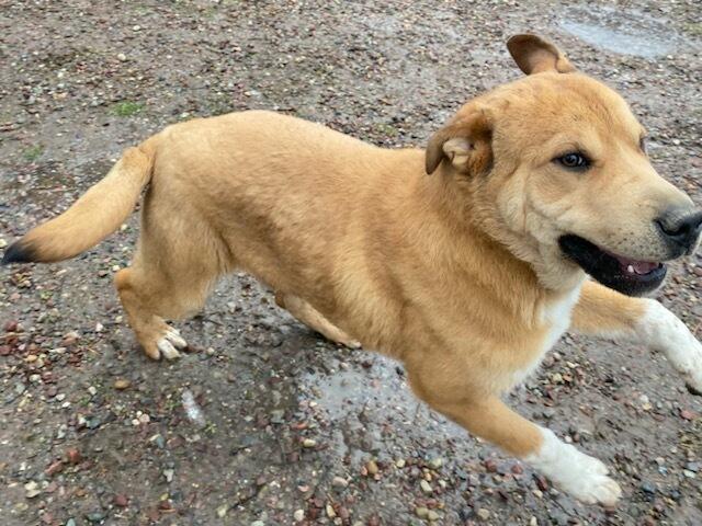 Enlarge Teddy Bear , a ADOPTABLE mixed breed in Polson, MT image 2/5