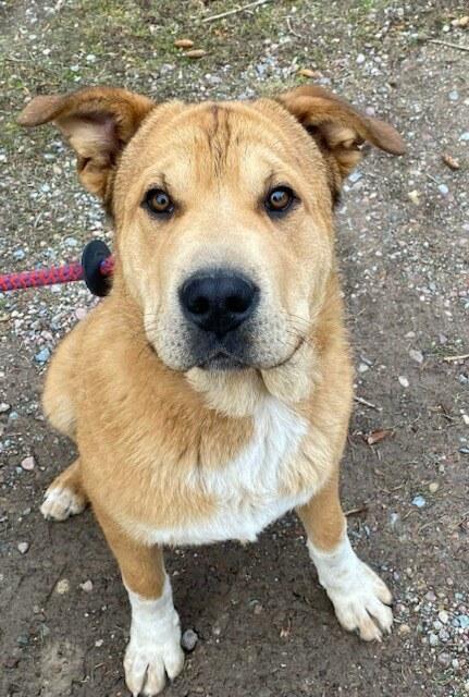 Enlarge Teddy Bear , a ADOPTABLE mixed breed in Polson, MT image 4/5