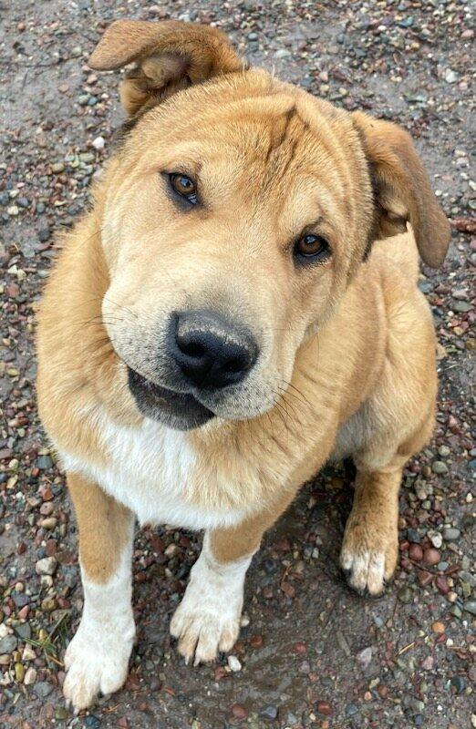 Enlarge Teddy Bear , a ADOPTABLE mixed breed in Polson, MT image 3/5