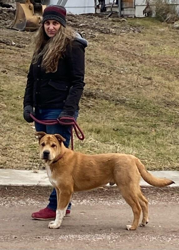 Enlarge Teddy Bear , a ADOPTABLE mixed breed in Polson, MT image 5/5