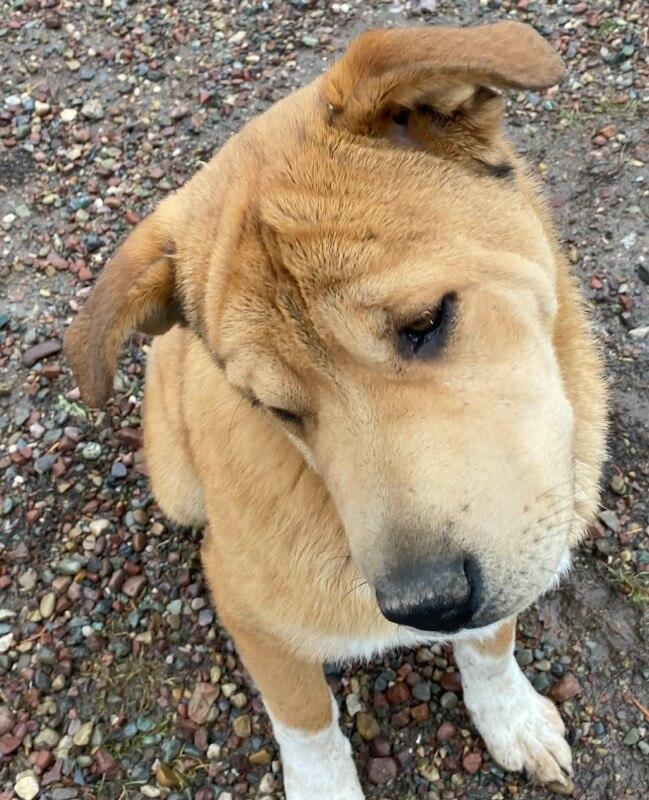 Enlarge Teddy Bear , a ADOPTABLE mixed breed in Polson, MT image 1/5