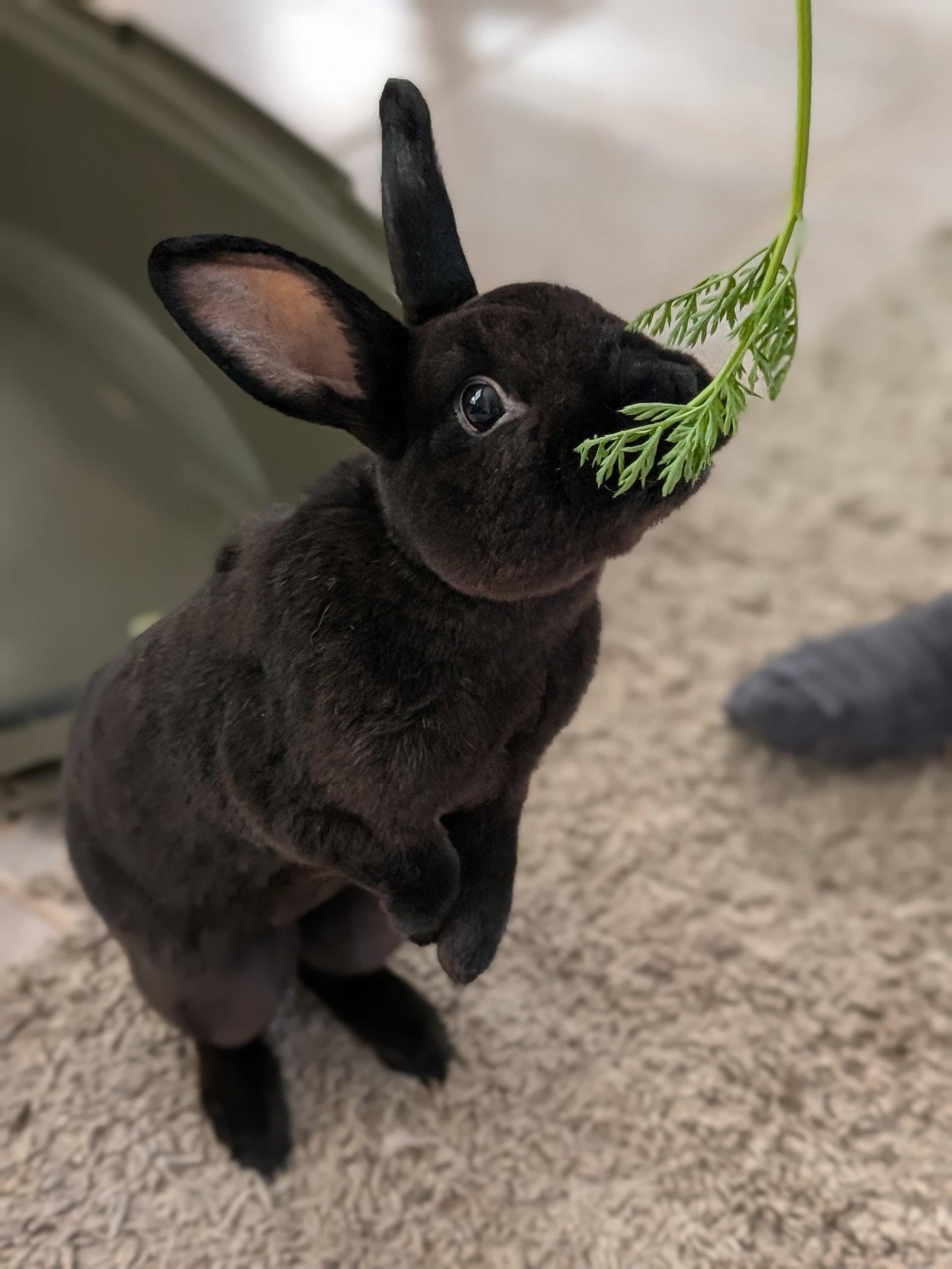Loki #3, Adopted, Adult Male Mini Rex.