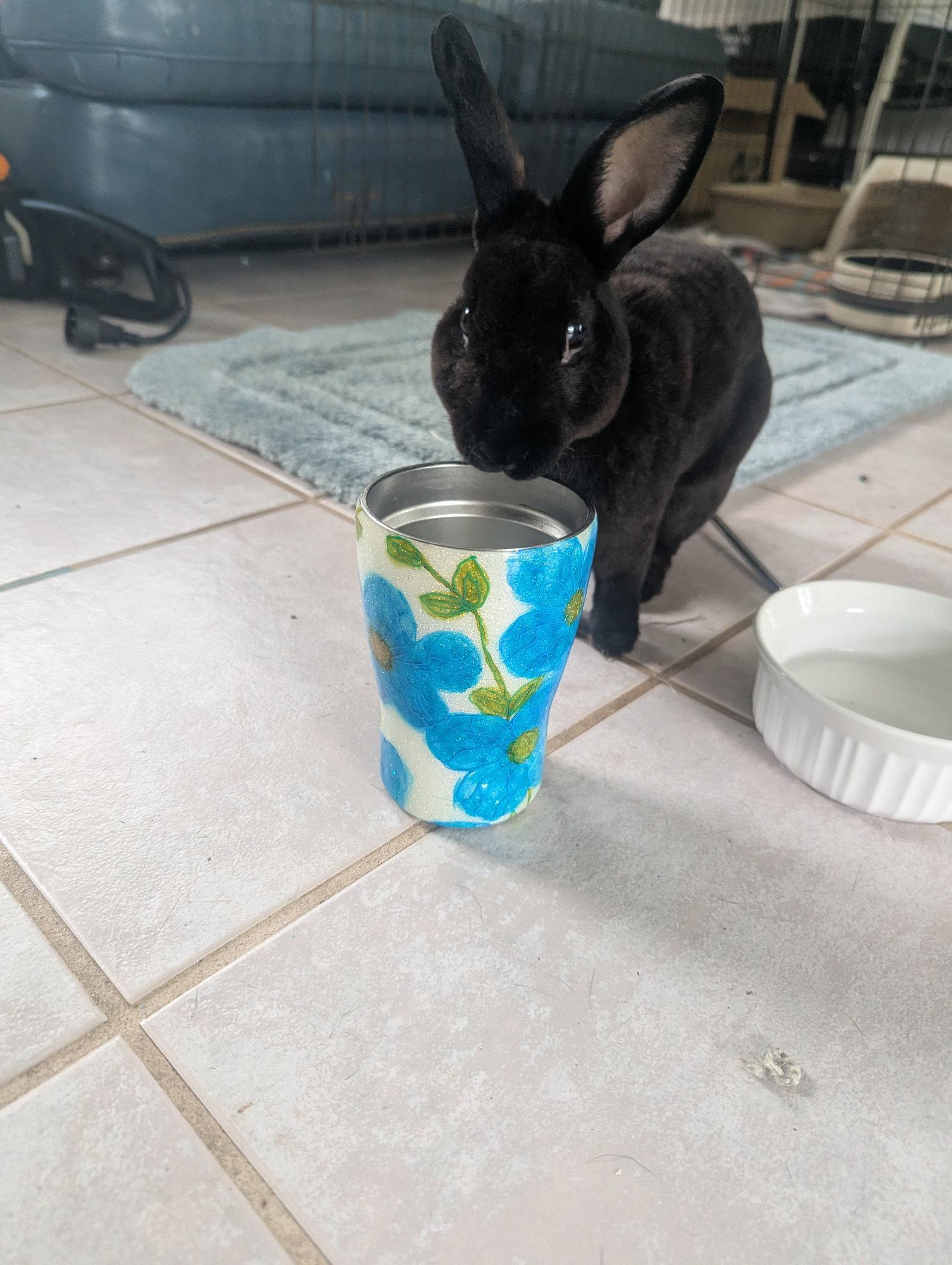 Enlarge Loki #3, a Adopted Mini Rex in Baton Rouge, LA image 2/3