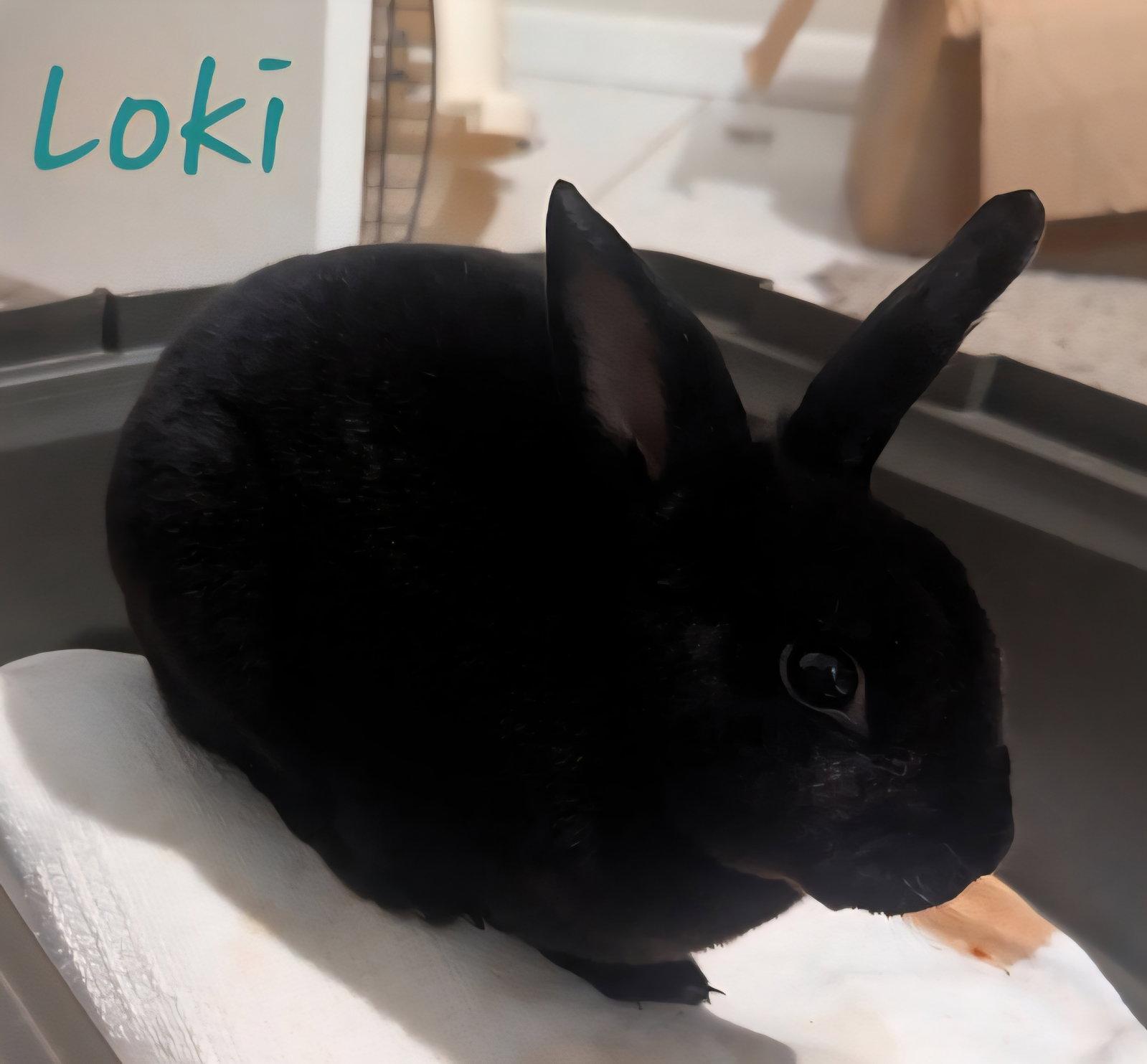 Enlarge Loki #3, a Adopted Mini Rex in Baton Rouge, LA image 3/3