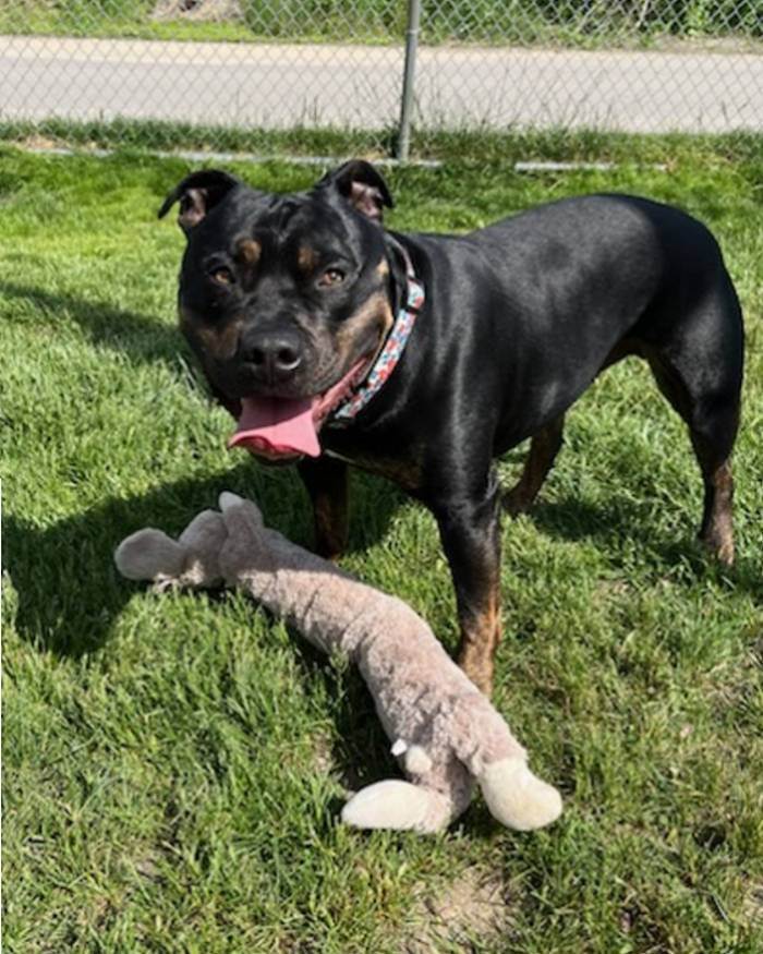 KING, Adopted, Adult Male Rottweiler.