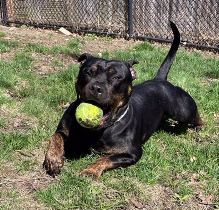 KING, a Adopted mixed breed in Taunton, MA image 2/6