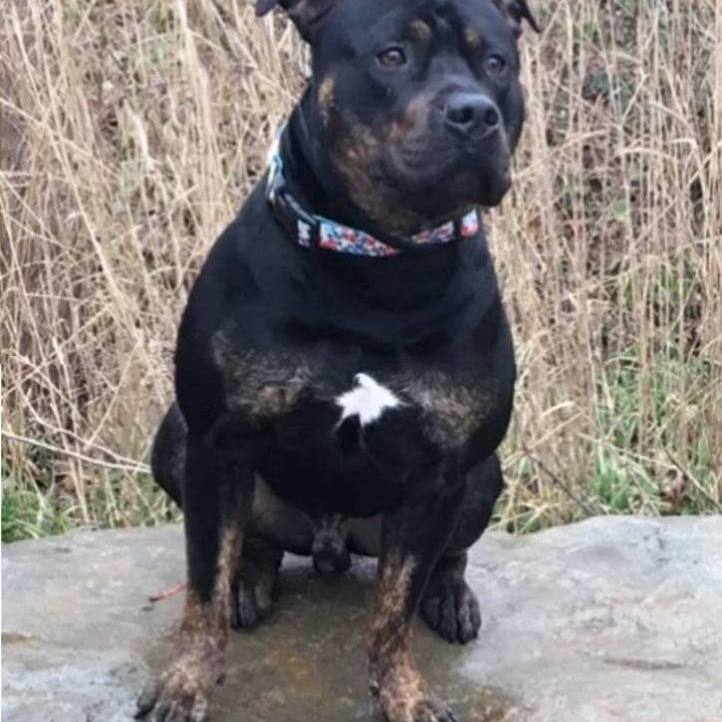 KING, a Adopted mixed breed in Taunton, MA image 3/6