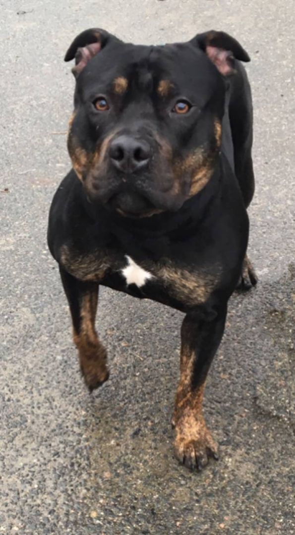 KING, a Adopted mixed breed in Taunton, MA image 4/6