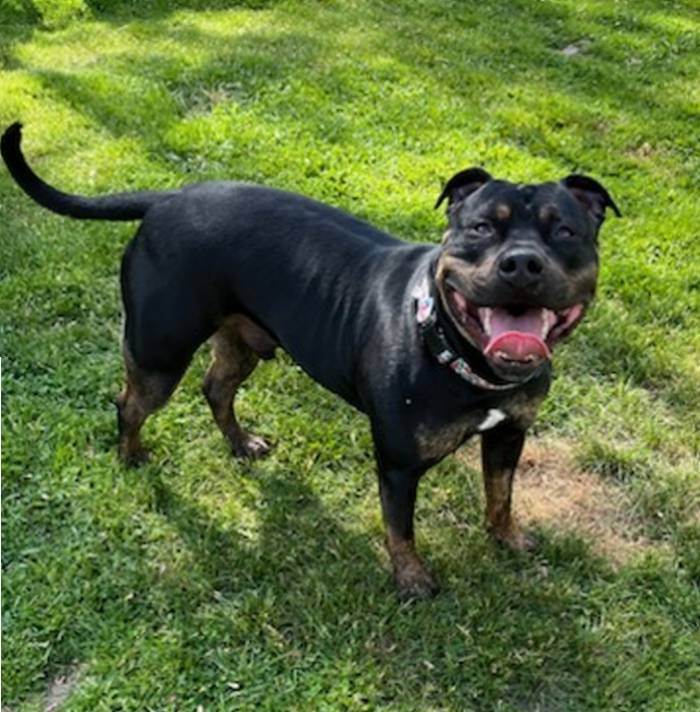 KING, a Adopted mixed breed in Taunton, MA image 5/6