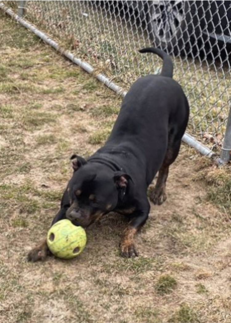 KING, a Adopted mixed breed in Taunton, MA image 6/6