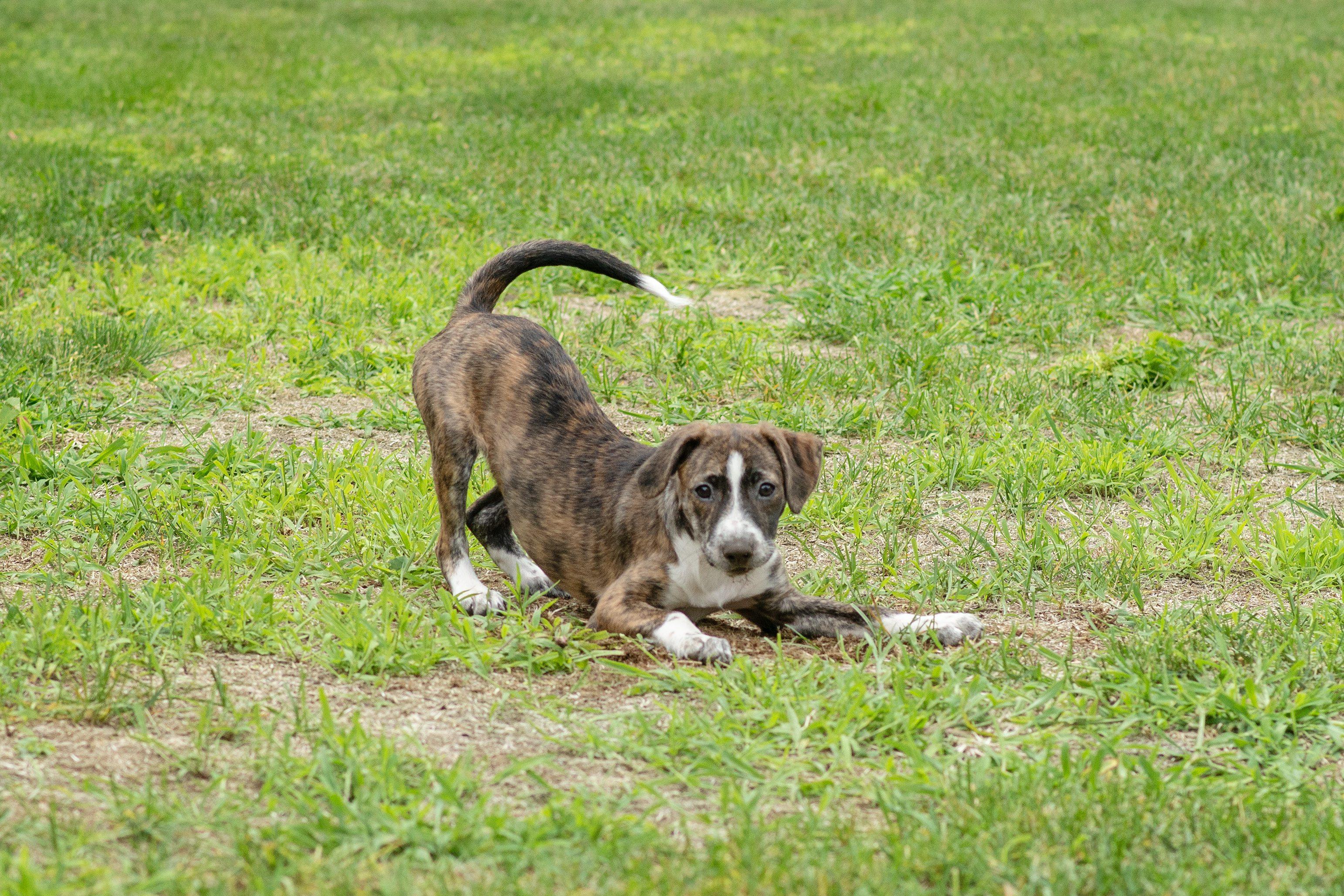 Raven SS is in Maine, a ADOPTABLE mixed breed in Belfast, ME image 4/6