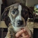 Raven, ADOPTABLE, Puppy Female Mixed Breed & Beagle.