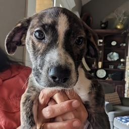 Enlarge Raven, a ADOPTABLE mixed breed in South Portland, ME image 2/2