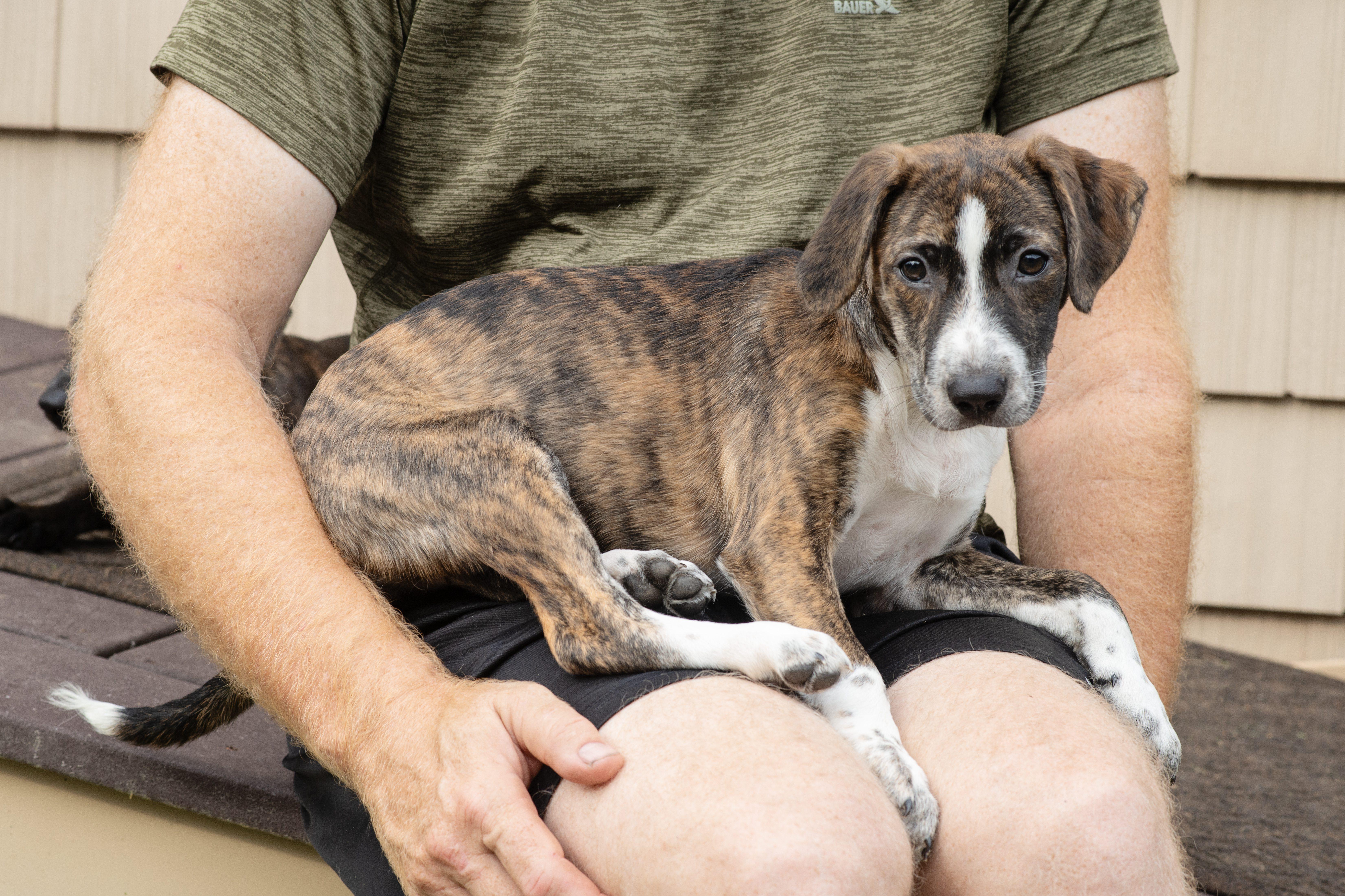 Raven SS is in Maine, a ADOPTABLE mixed breed in Belfast, ME image 5/6