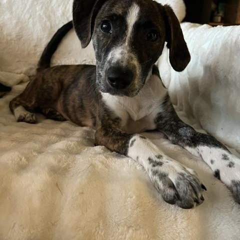 Raven SS is in Maine, a ADOPTABLE mixed breed in Belfast, ME image 3/6