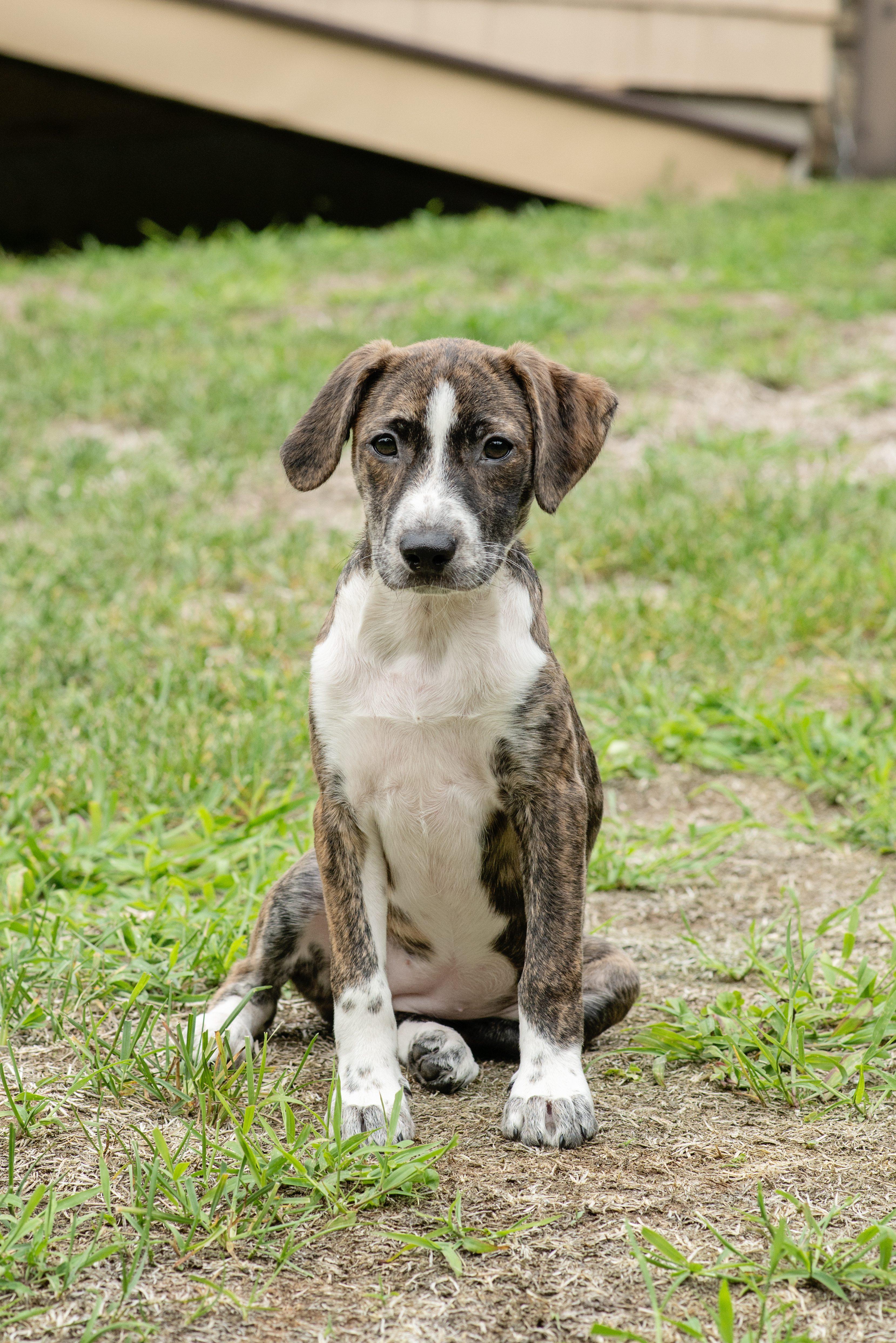 Raven SS is in Maine, a ADOPTABLE mixed breed in Belfast, ME image 2/6