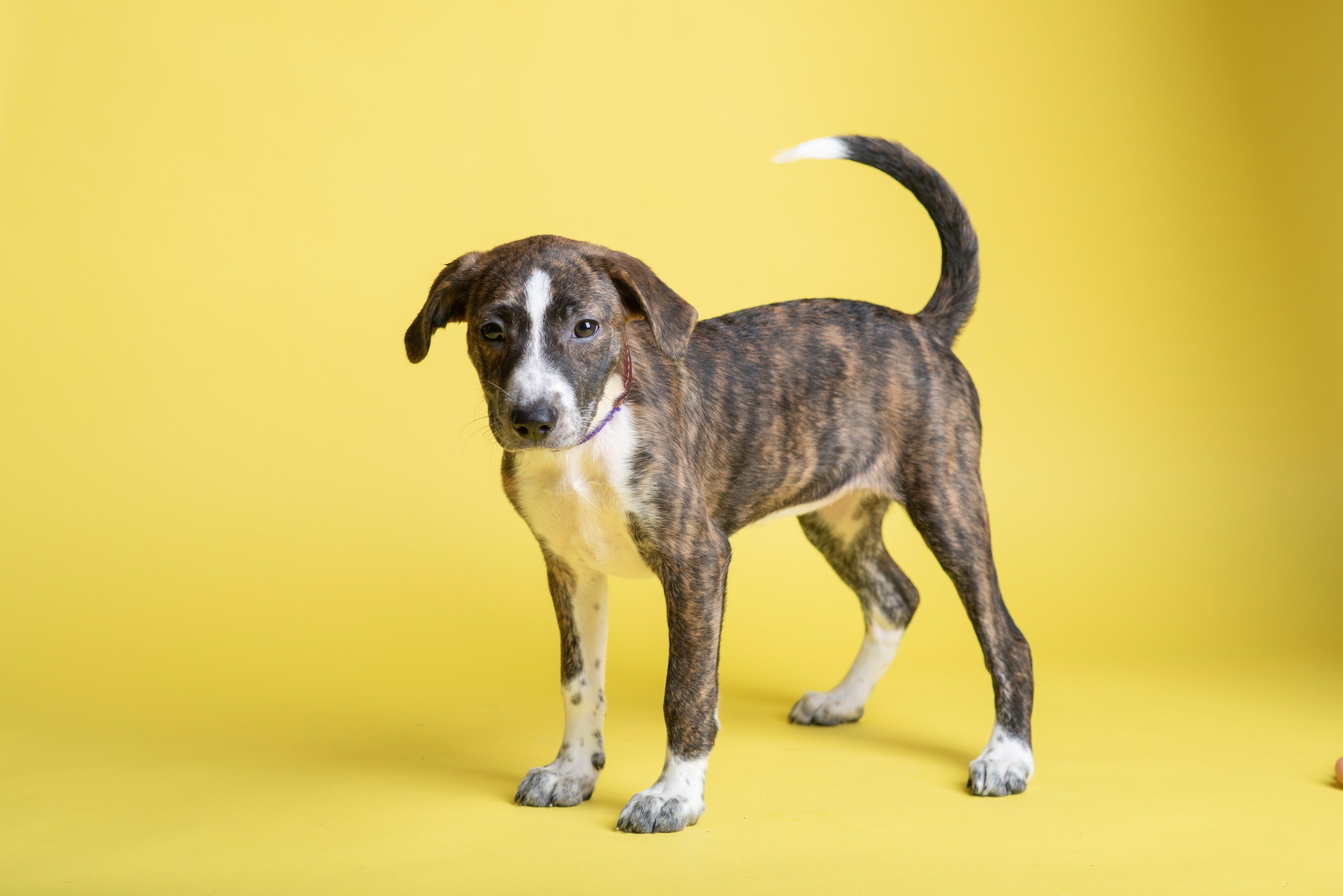 Raven SS is in Maine, a ADOPTABLE mixed breed in Belfast, ME image 1/6