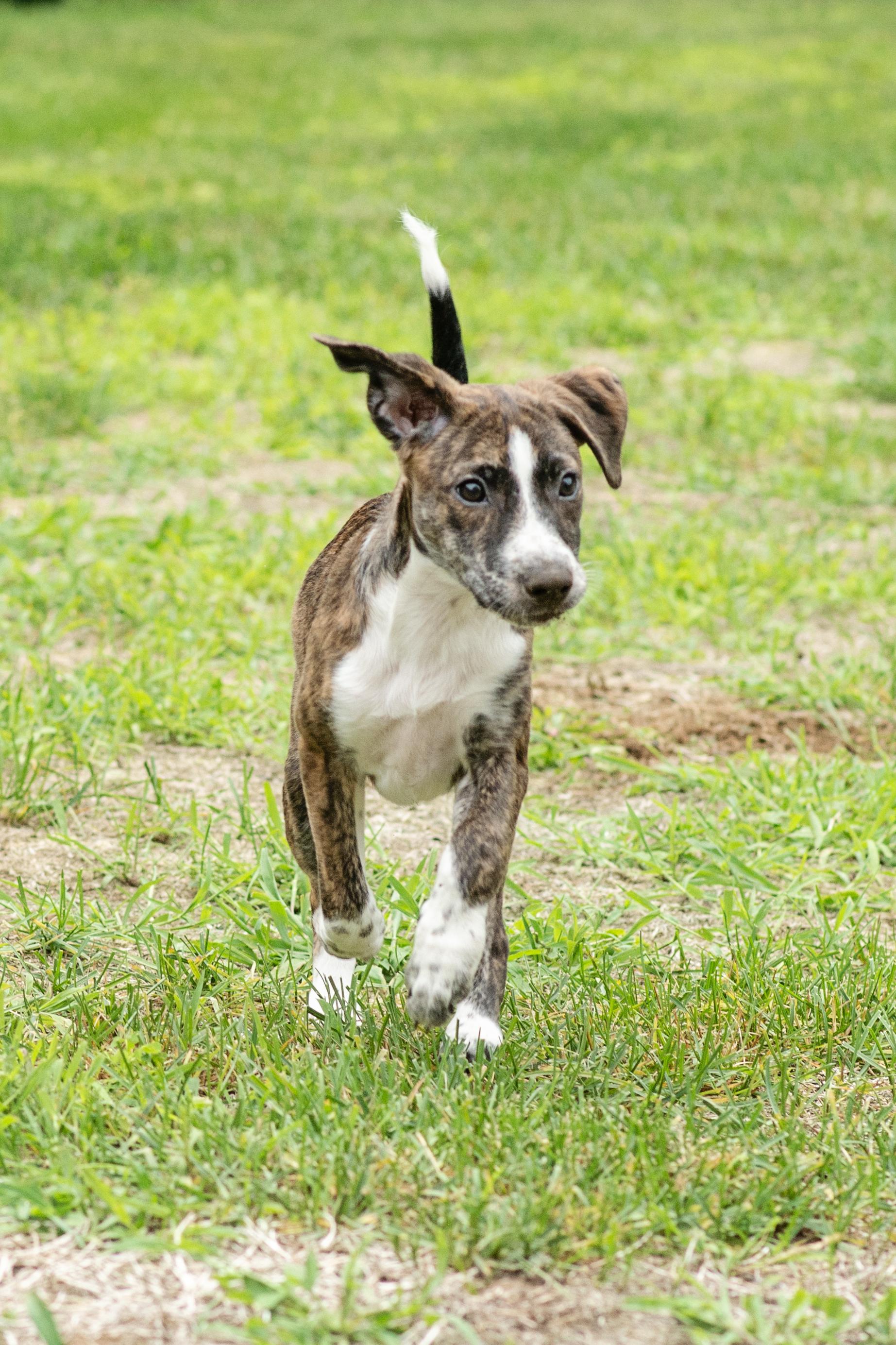 Raven SS is in Maine, a ADOPTABLE mixed breed in Belfast, ME image 6/6