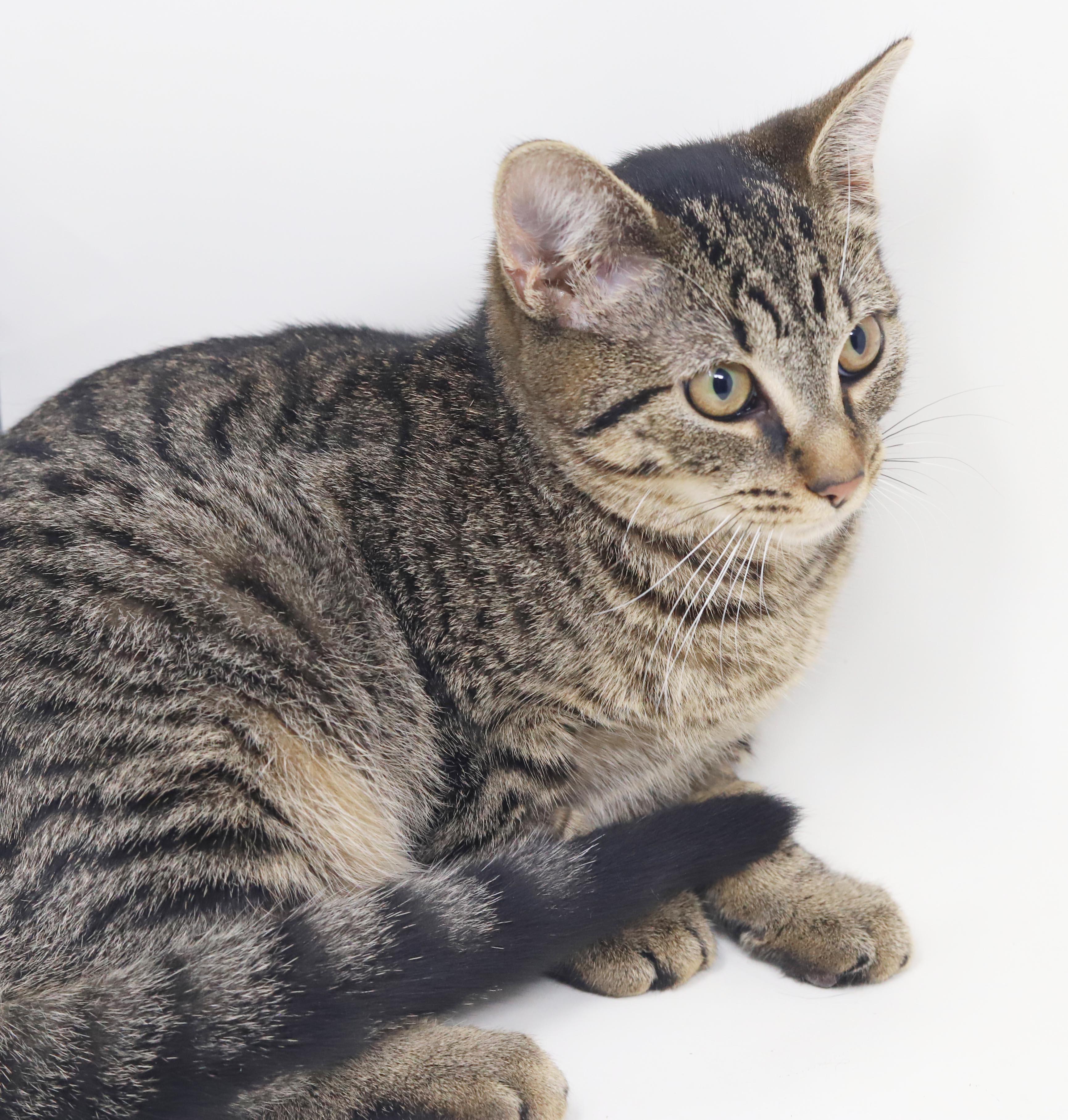 Enlarge Apple our love - What a polka dotted MINI dream - EPIC VIDEO LOVES KIDS, a Adoptable mixed breed in Bedford Hills, NY image 6/6